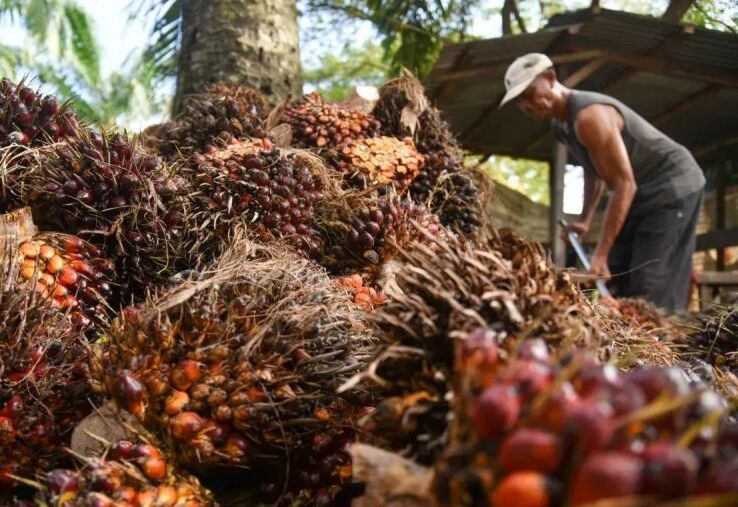 DPR Ingatkan Alih Fungsi Lahan untuk Sawit Ancam Kedaulatan Pangan-Industri